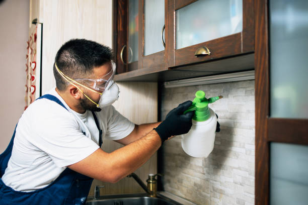 Best Termite Control Services  in San Tan Valley, AZ