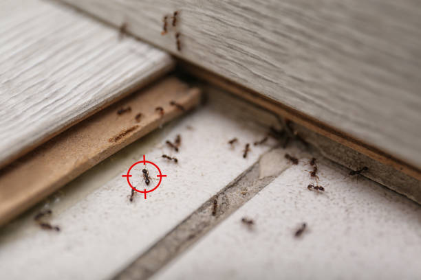 Best Best Pest Control Companies  in San Tan Valley, AZ