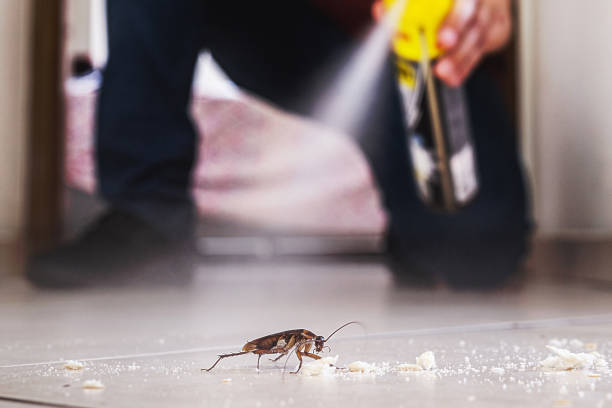 Professional Pest Control in San Tan Valley, AZ